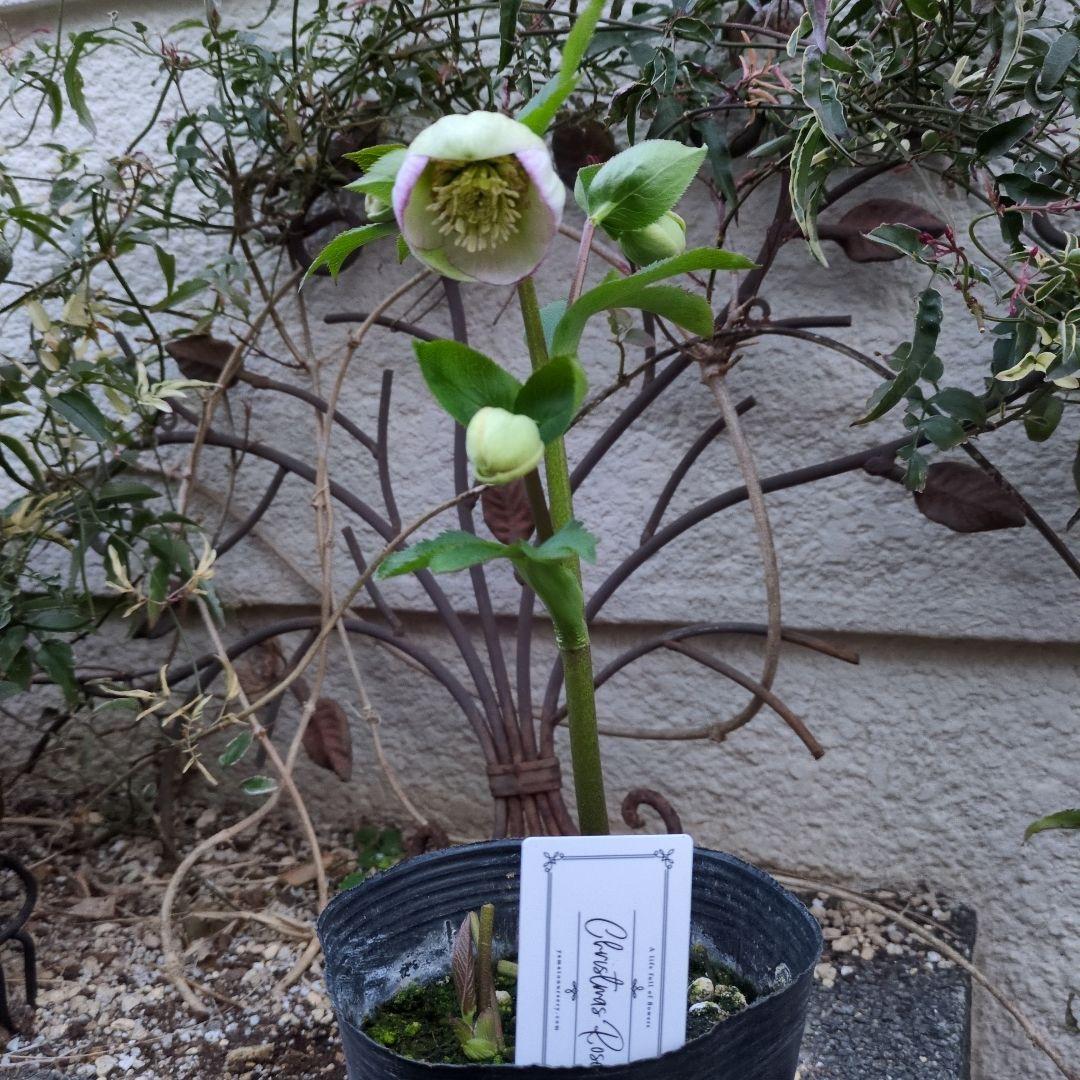 まい大和園 ❤️ 抹茶パステリッシュトレイン❤️クリスマスローズ3苗セット