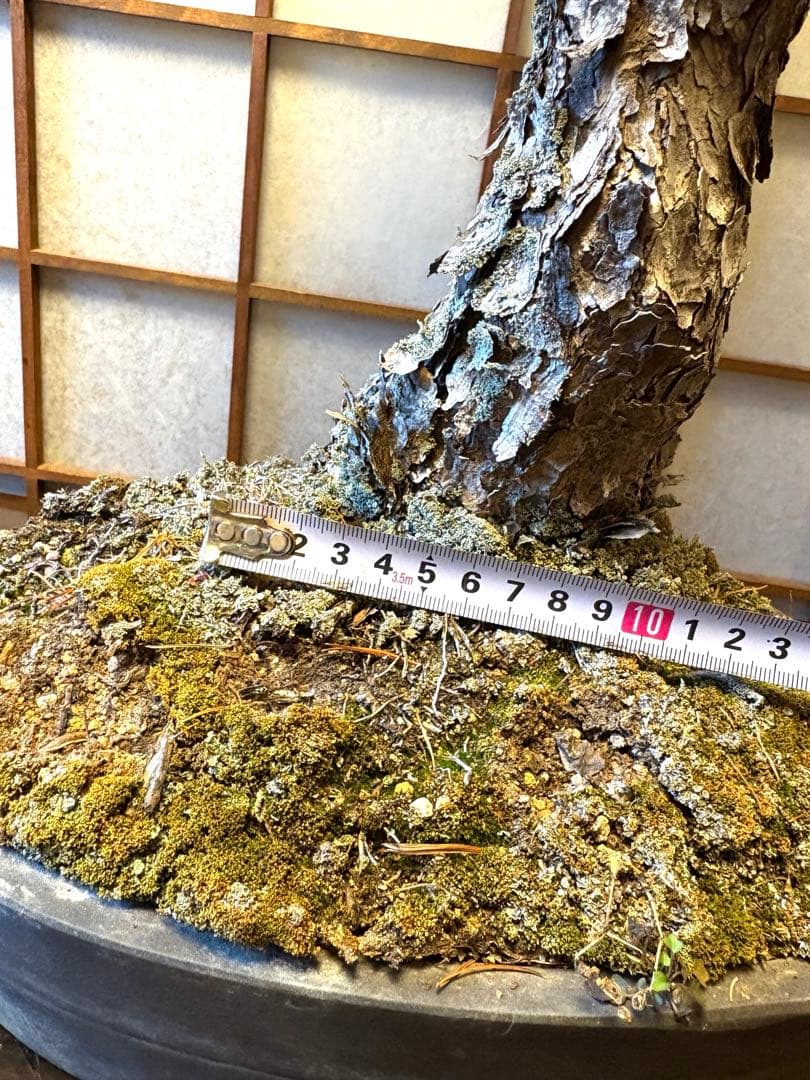 極太！五葉松盆栽❗️古木❗️フォロワー150人記念値下げ❗️黒松真柏盆栽