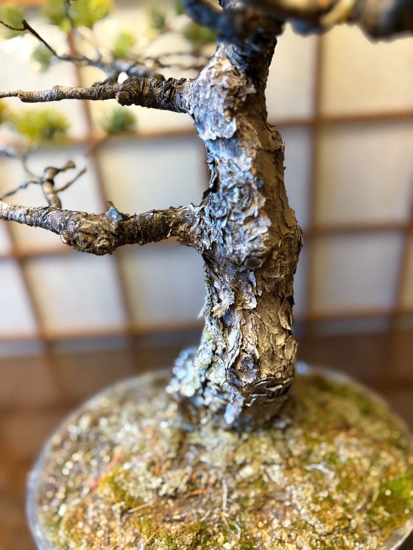 極太！五葉松盆栽❗️古木❗️フォロワー150人記念値下げ❗️黒松真柏盆栽