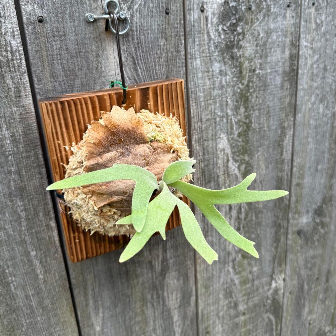 P. willinckii cv. Sombrero (pup) ビカクシダ