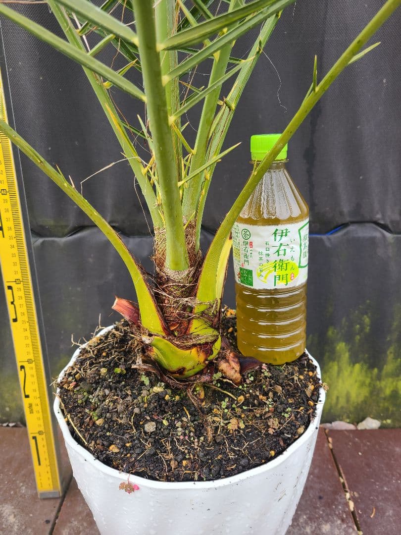 ナツメヤシ 耐寒性ヤシ 8号鉢 高さ約110cm 現品発送 ドライガーデン