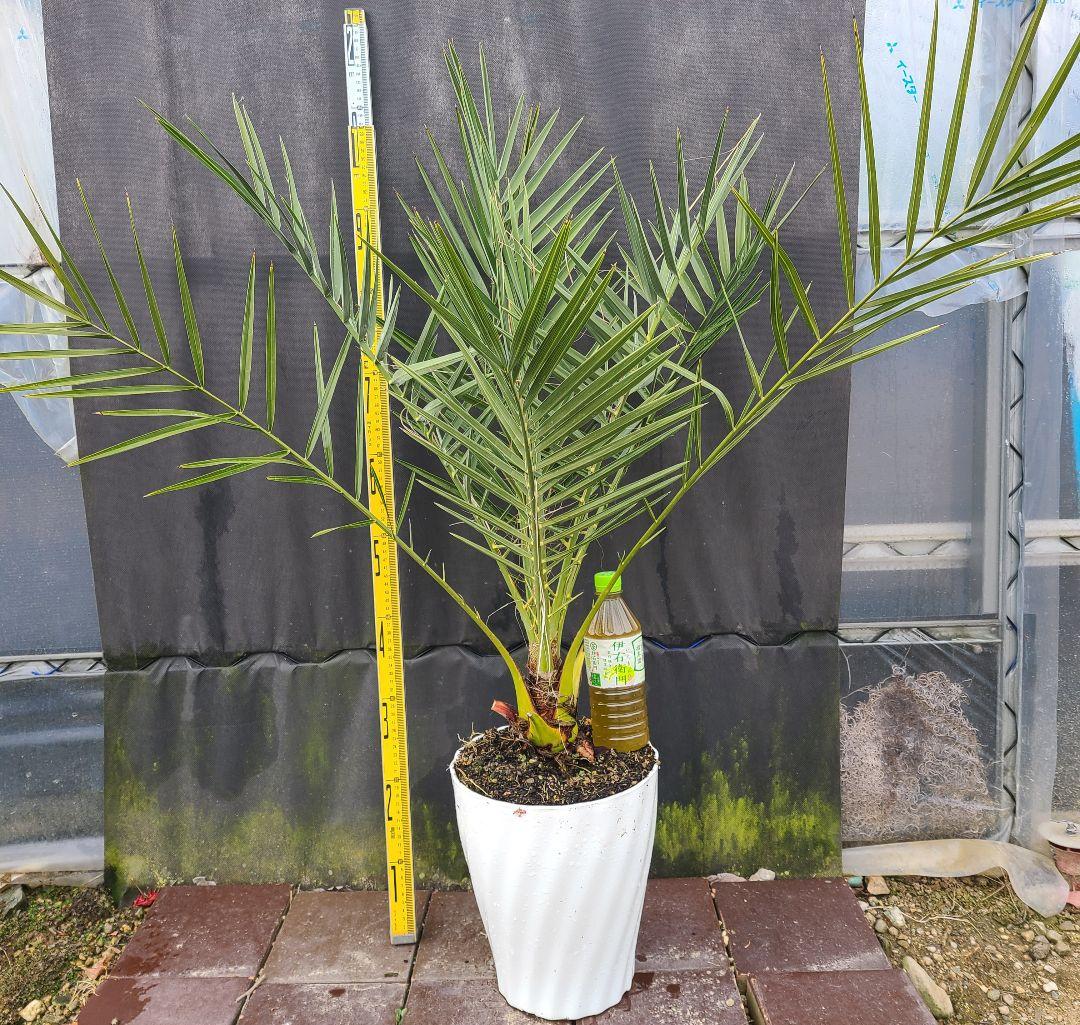ナツメヤシ 耐寒性ヤシ 8号鉢 高さ約110cm 現品発送 ドライガーデン