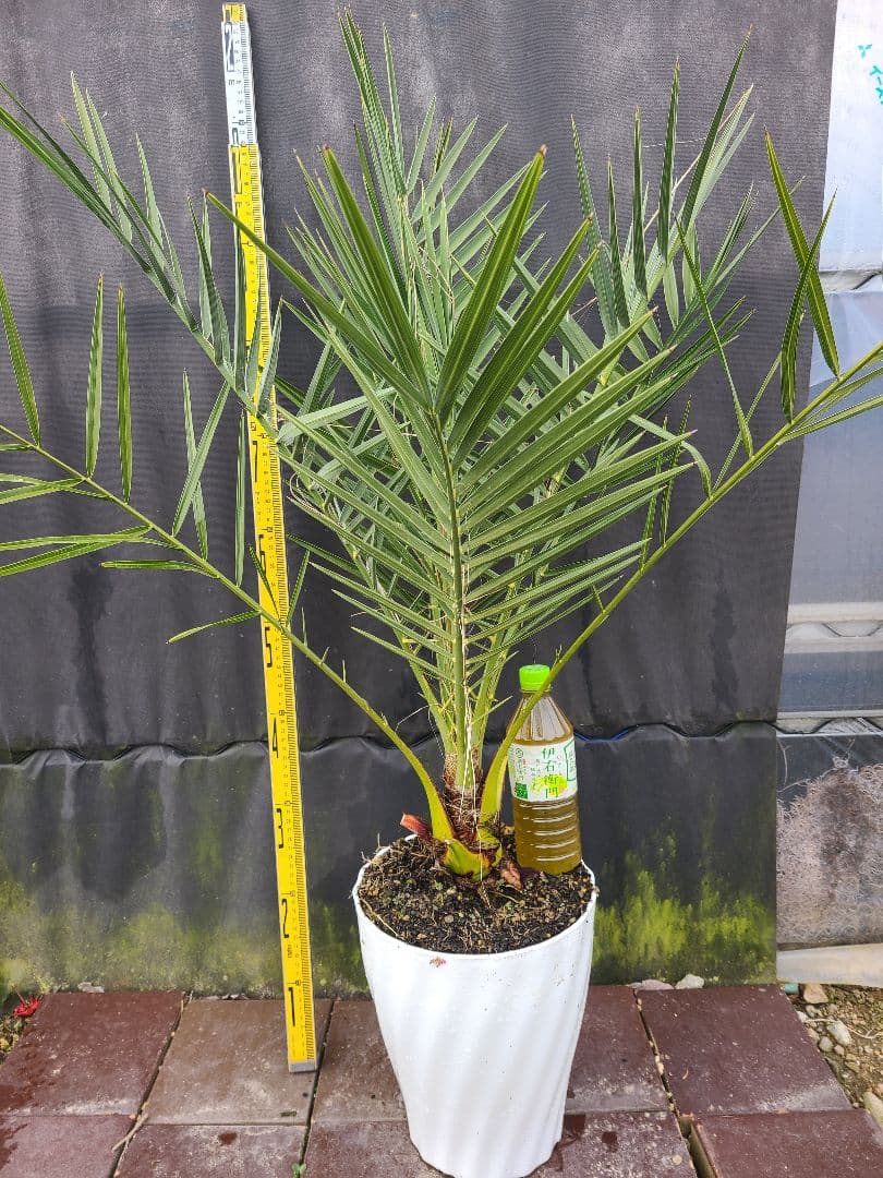 ナツメヤシ 耐寒性ヤシ 8号鉢 高さ約110cm 現品発送 ドライガーデン