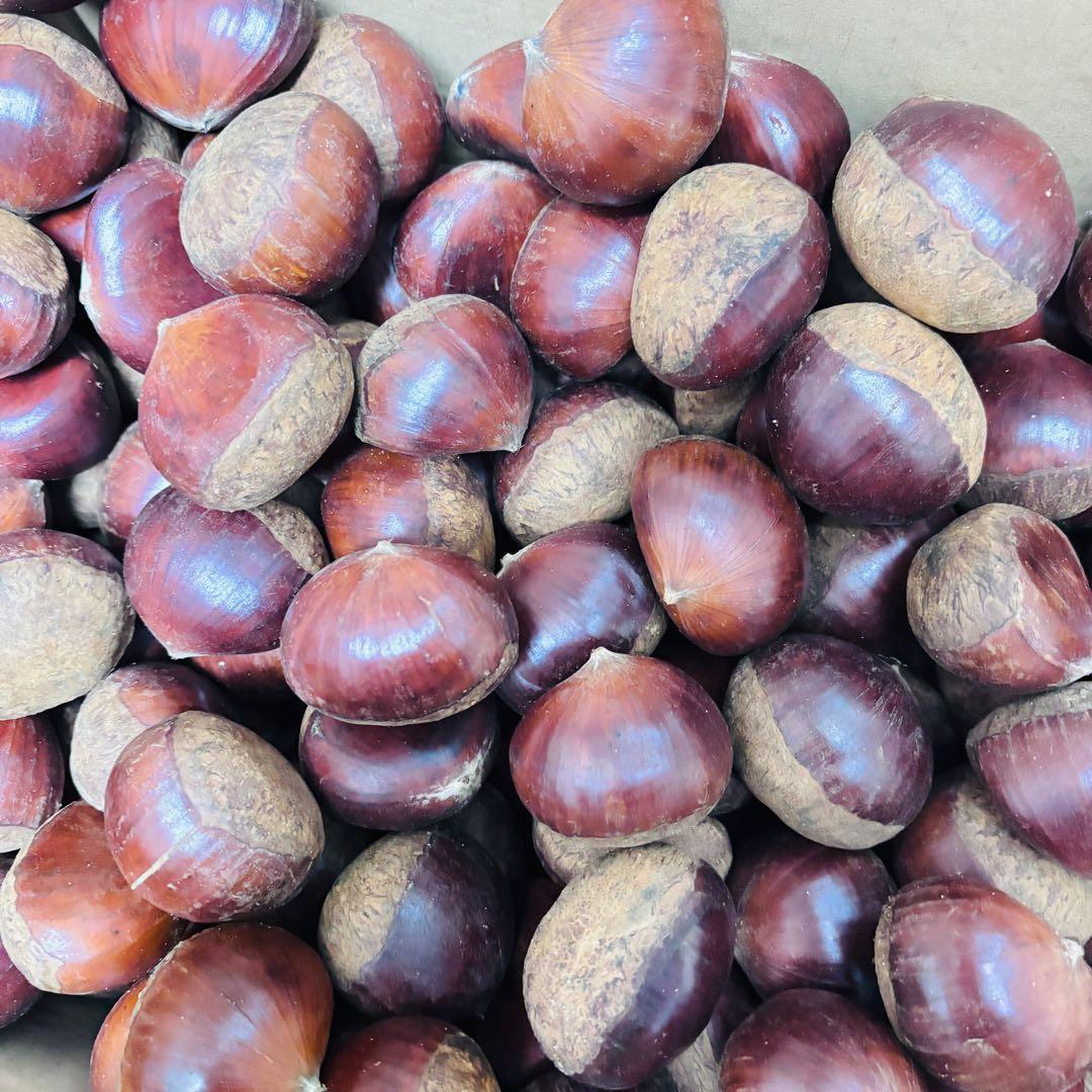 特大粒　4L生栗　無農薬　約5kg