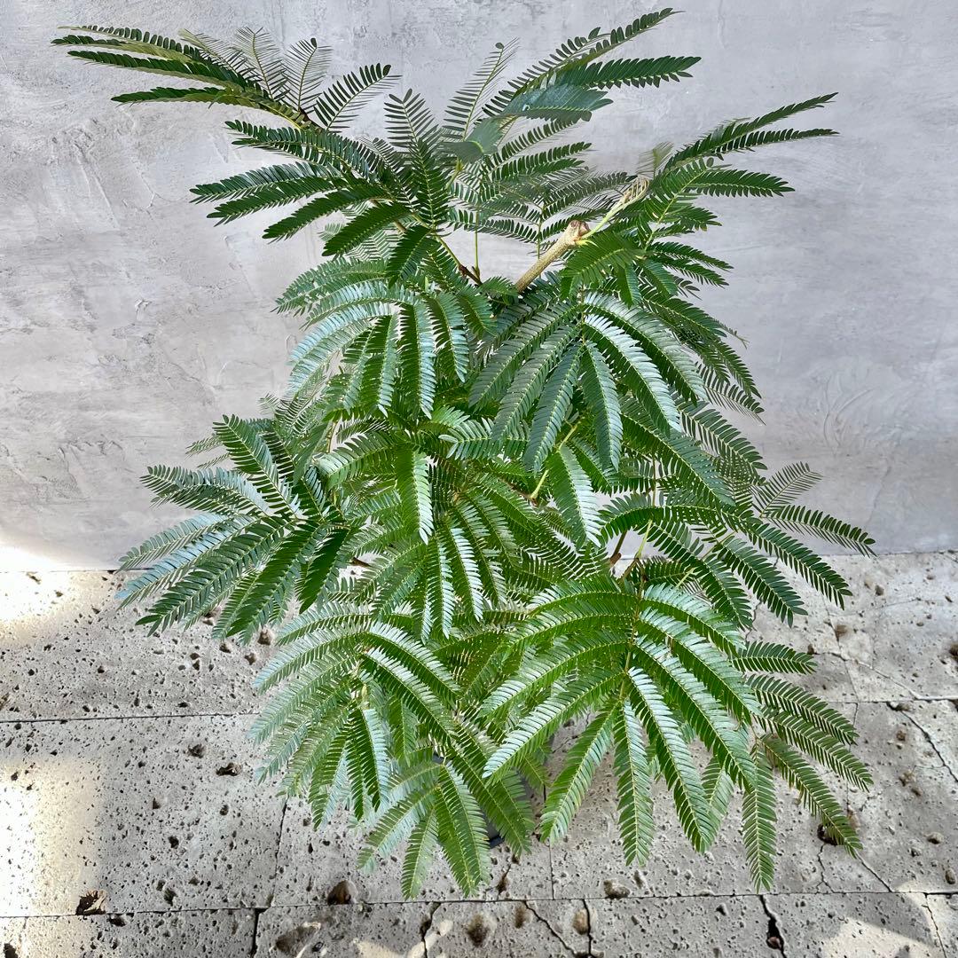 美形　大型　幹極太　エバーフレッシュ　朴仕立て　陶器鉢　植え込み発送