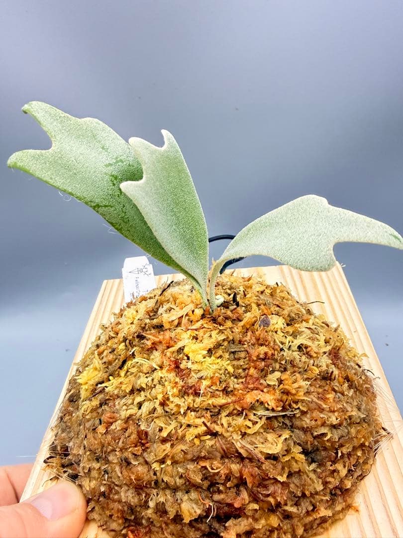 けー　ビカクシダP.Willinckii Omega,P.Tsukiyo