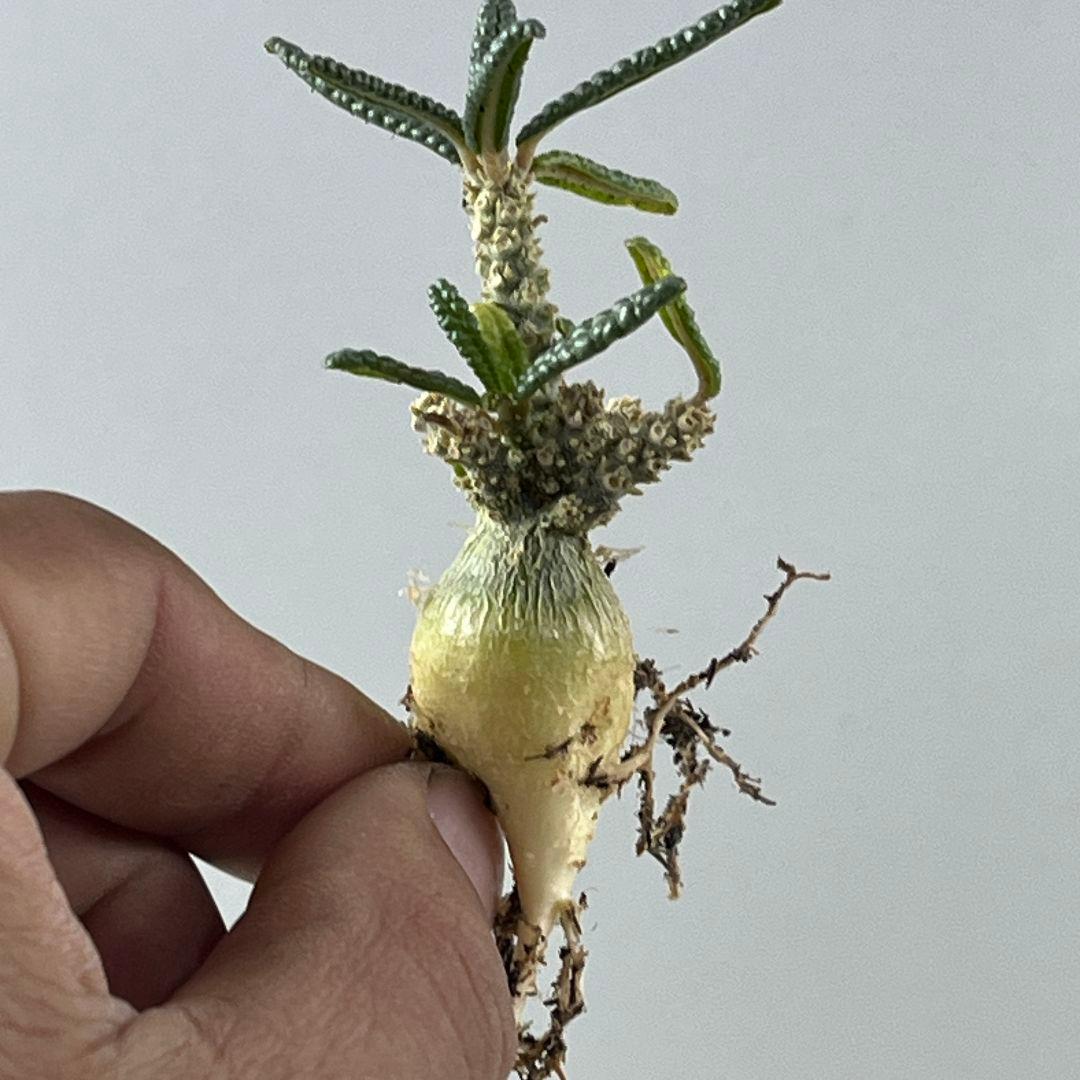 む*ん様 D62 実生 まん丸 ドルステニア ギガス ブラータ