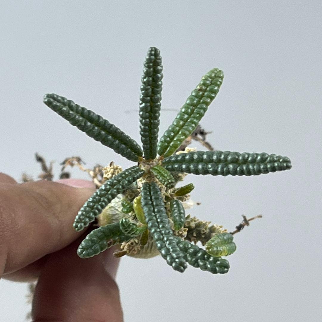 む*ん様 D62 実生 まん丸 ドルステニア ギガス ブラータ