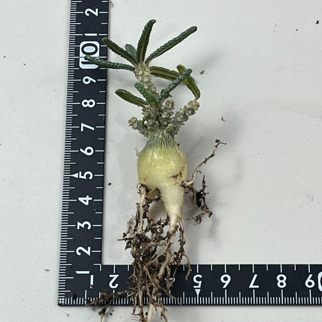 む*ん様 D62 実生 まん丸 ドルステニア ギガス ブラータ