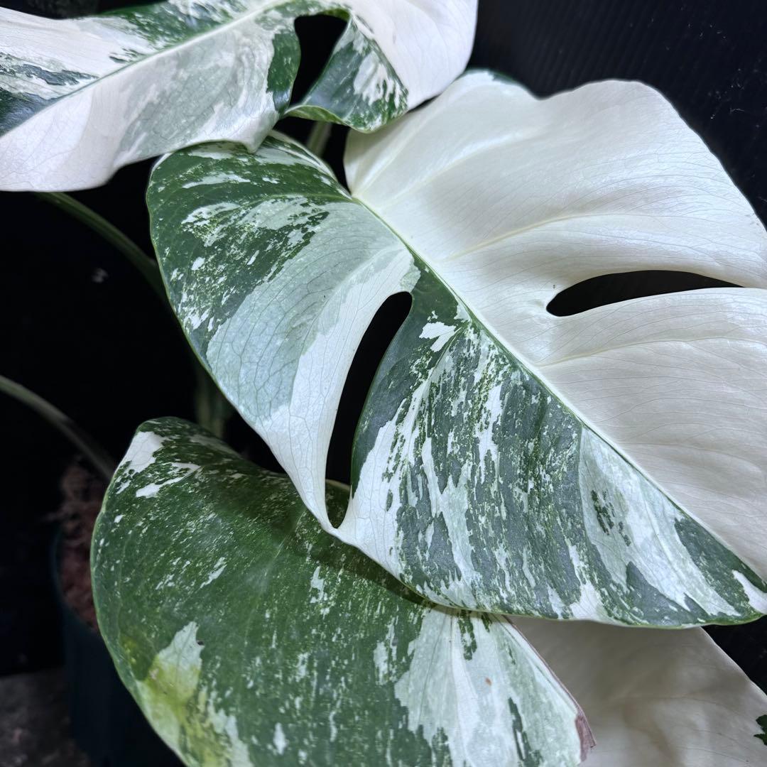 蒼*読様 斑入りモンステラ ホワイトタイガー極美大株48cm白斑多