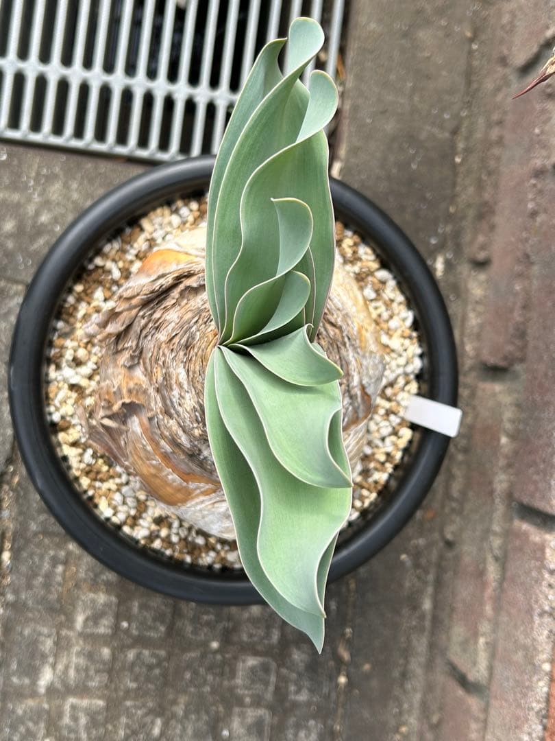 ブーファン ハエマンソイデス 鉢ごと　塊根　冬型