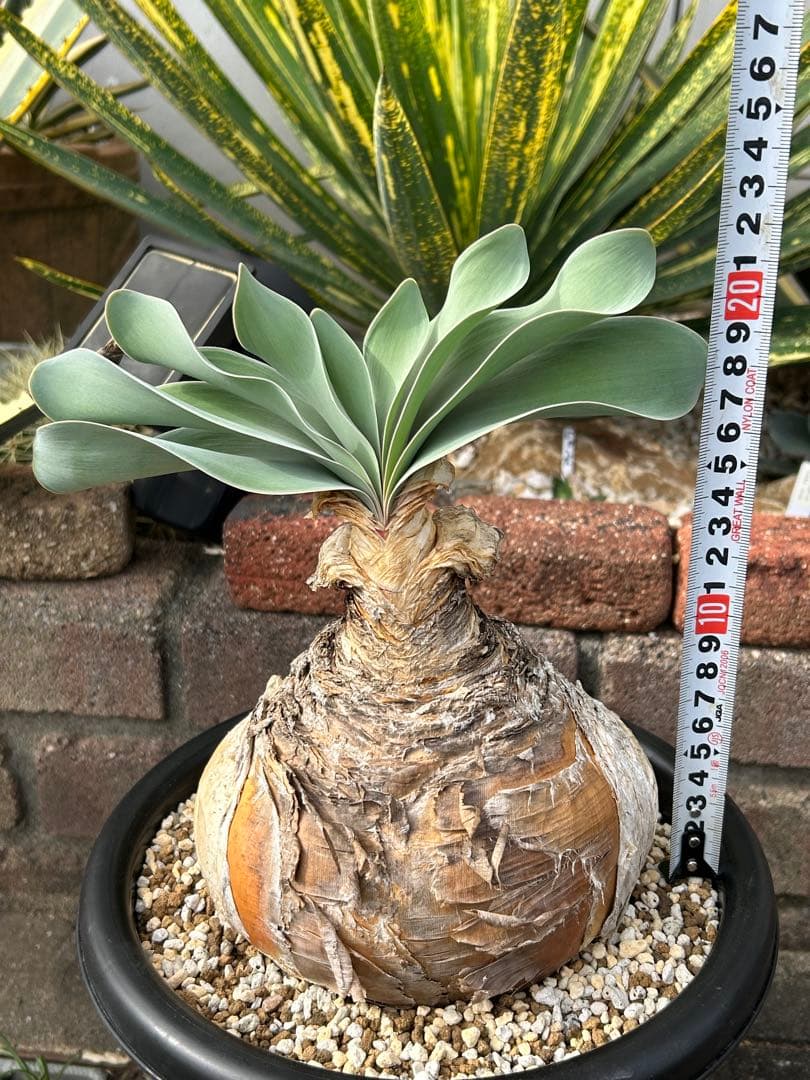 ブーファン ハエマンソイデス 鉢ごと　塊根　冬型