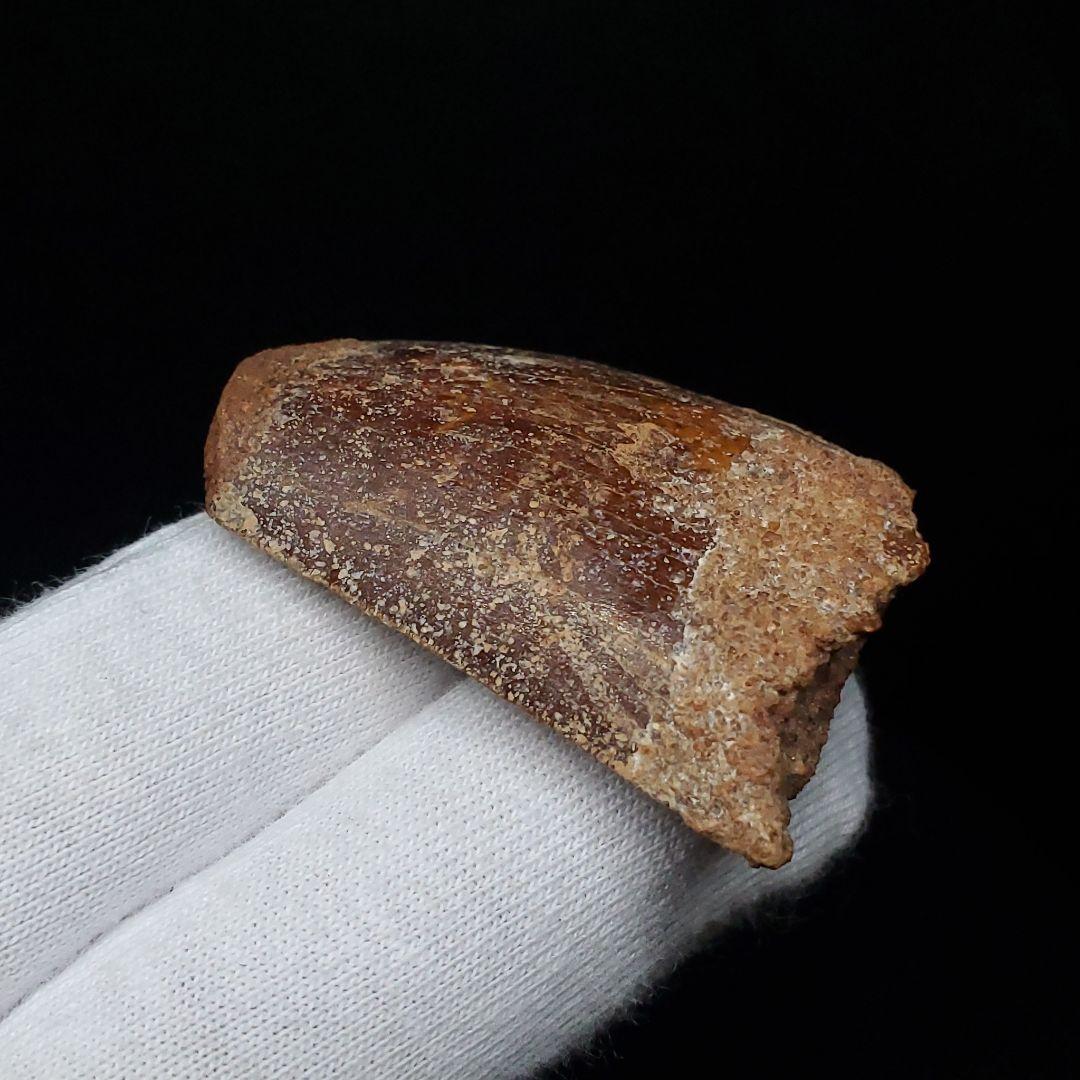 カルカロドントサウルス 歯 化石 本物 モロッコ産 38.49mm  fca17