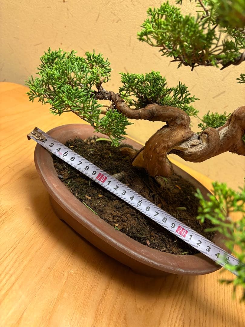 真柏盆栽　フォロワー様140人記念‼️バランスが良いです。