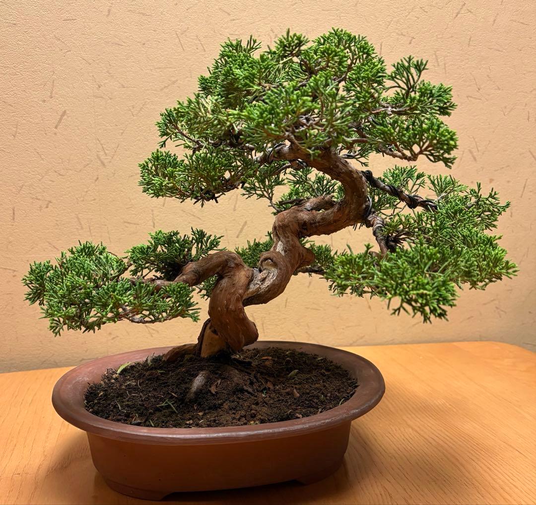 真柏盆栽　フォロワー様140人記念‼️バランスが良いです。