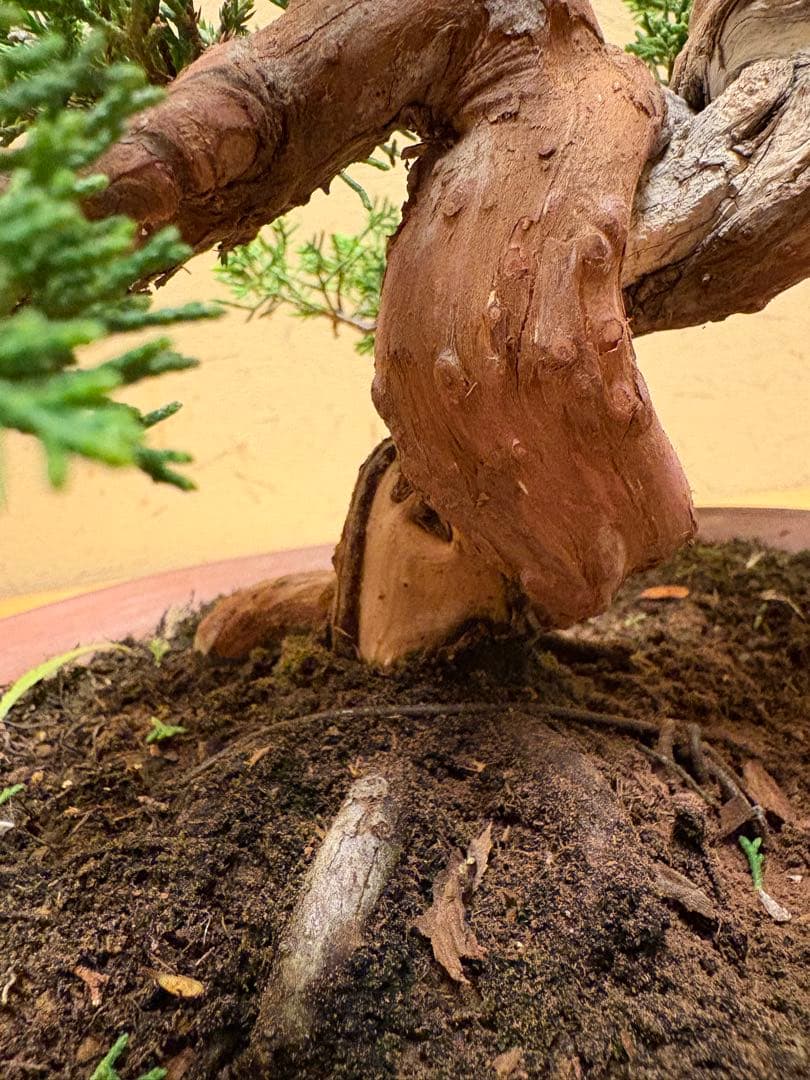 真柏盆栽　フォロワー様140人記念‼️バランスが良いです。