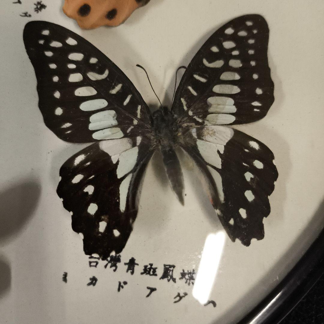 珍品★アトラスオオカバマダラ＜ヨナグニサン＞ 標本 611★他6種類