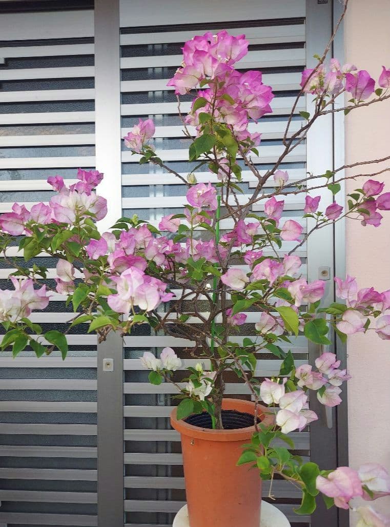 ブーゲンビリア　2点セット　No56. らくらくメルカリ便発送‼️