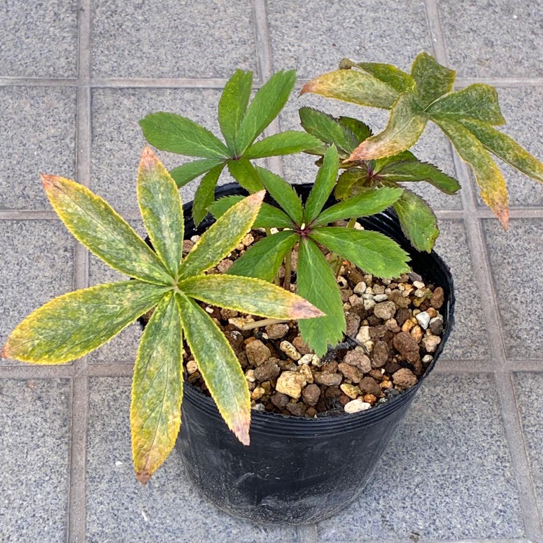 ま*️様 ☘️超レア☘️根充実❤️ワサワサ元気株❤️⭐️超透明感⭐️極上⭐️【蜃