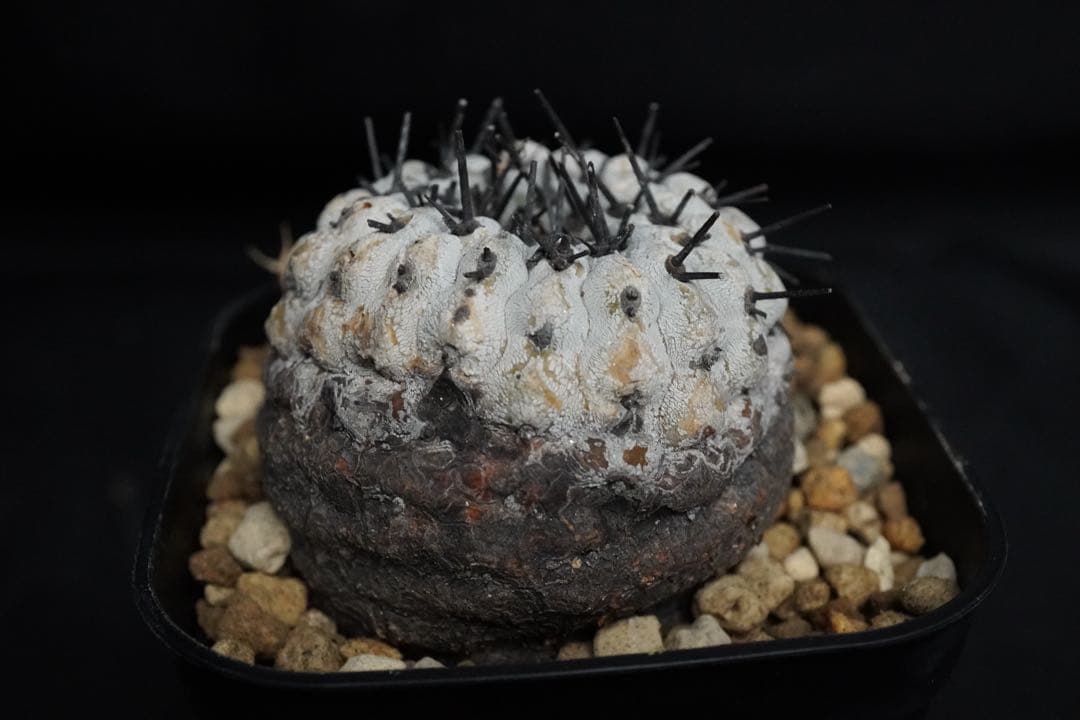 あ*こ様 3 発根済み 孤竜丸 コピアポア シネレア コルムナアルバ copia