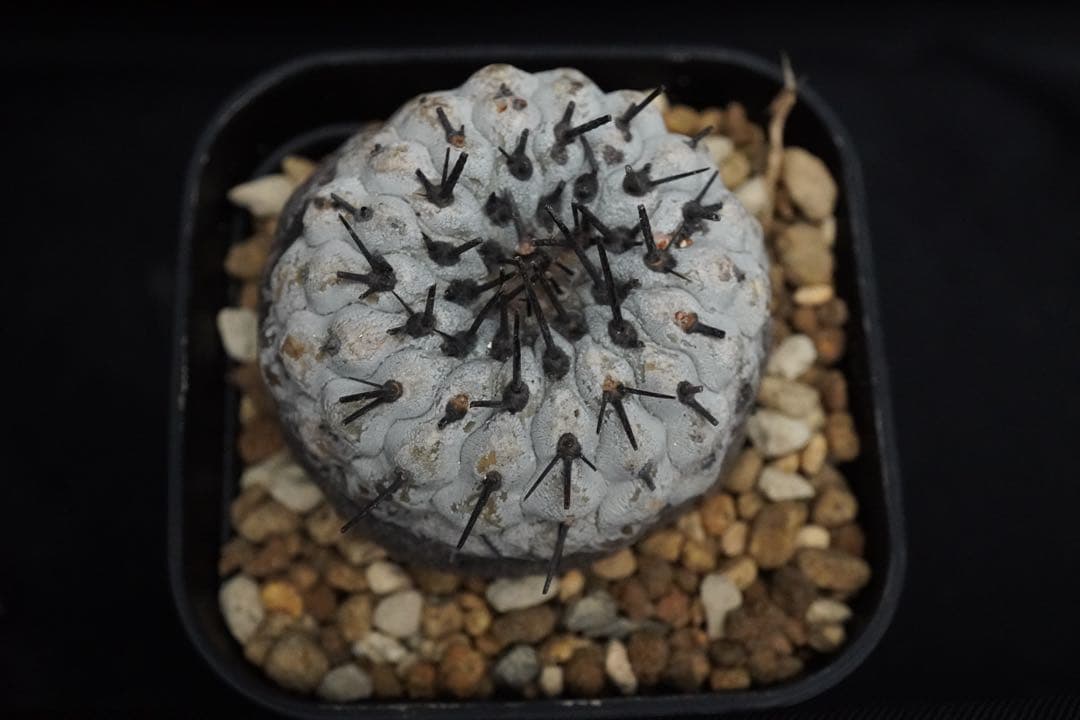 あ*こ様 3 発根済み 孤竜丸 コピアポア シネレア コルムナアルバ copia