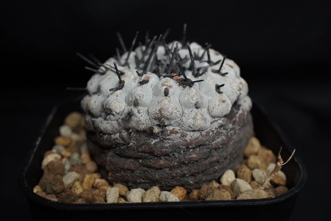 あ*こ様 3 発根済み 孤竜丸 コピアポア シネレア コルムナアルバ copia