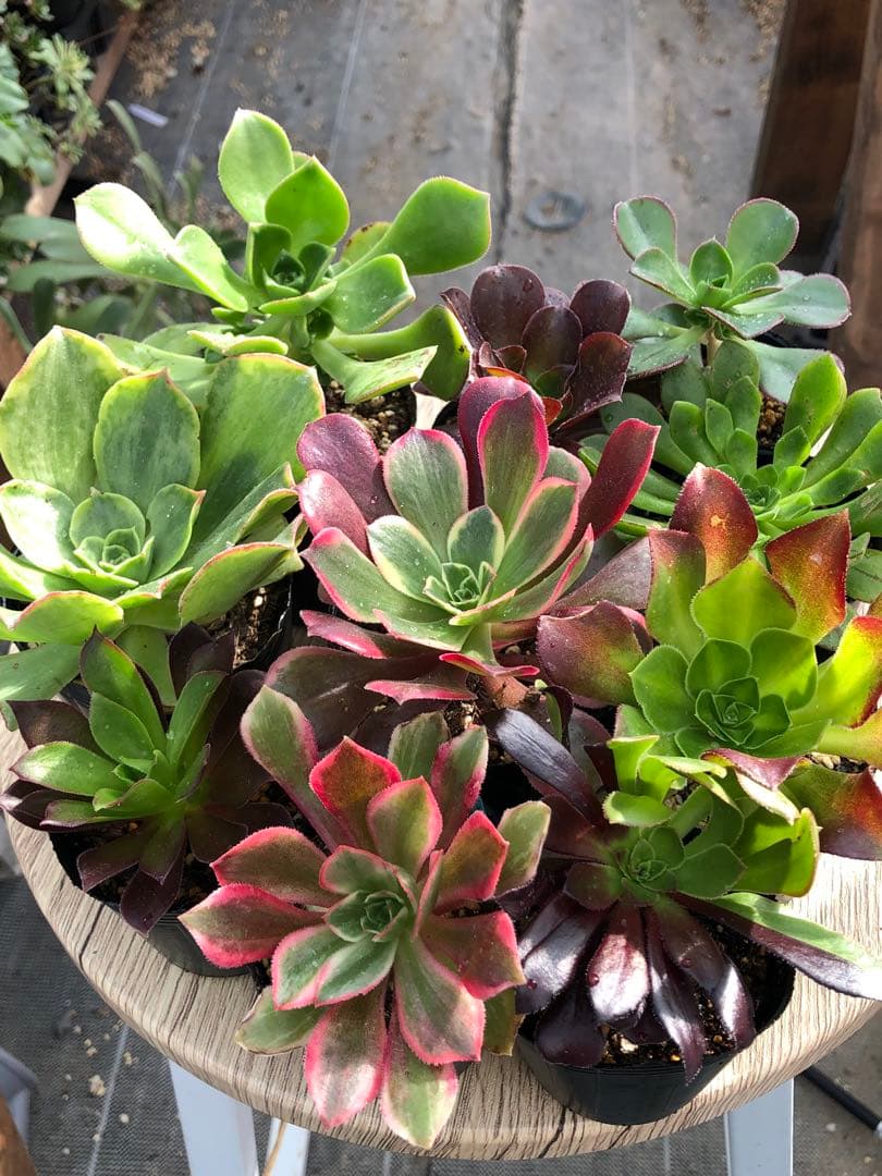 アエオニウム 10品種♡抜き苗セット⑨