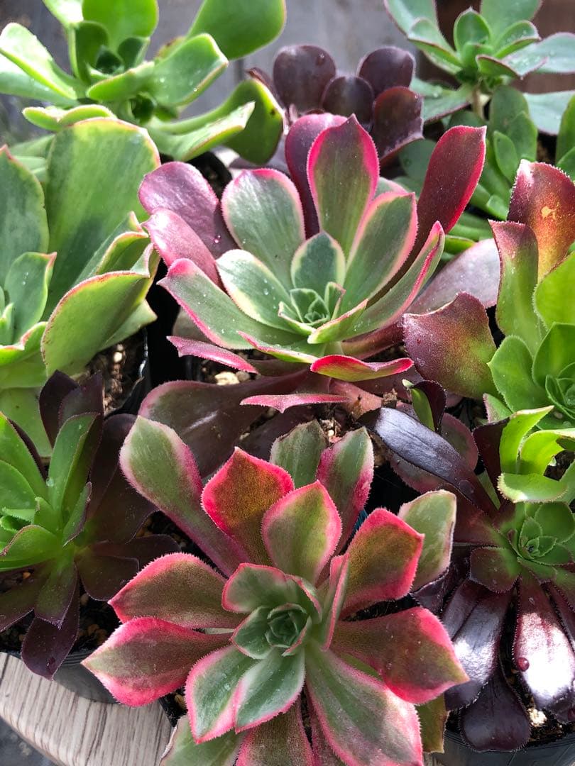 アエオニウム 10品種♡抜き苗セット⑨