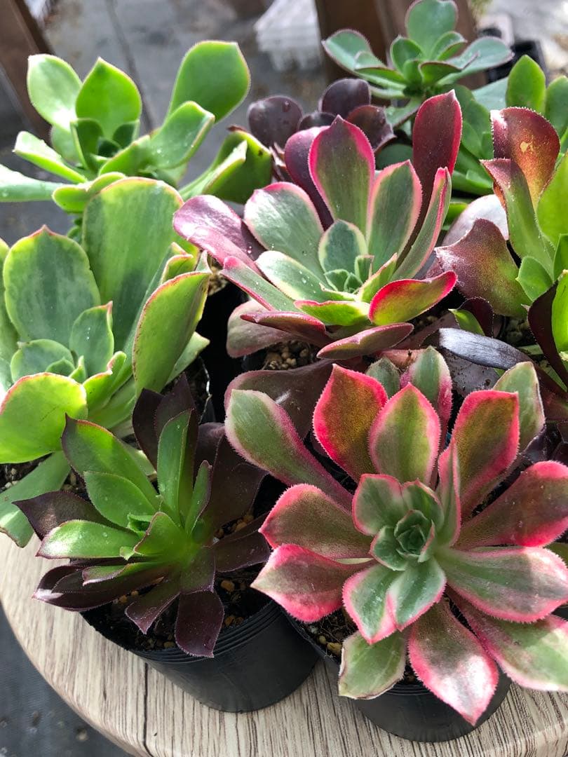 アエオニウム 10品種♡抜き苗セット⑨