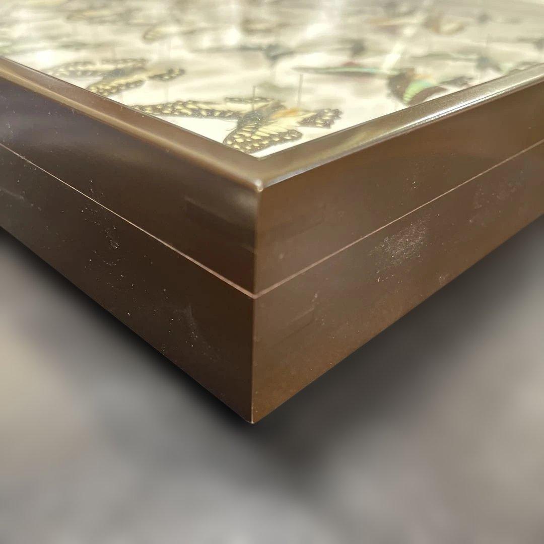 蝶標本、アオスジやミカド類多種