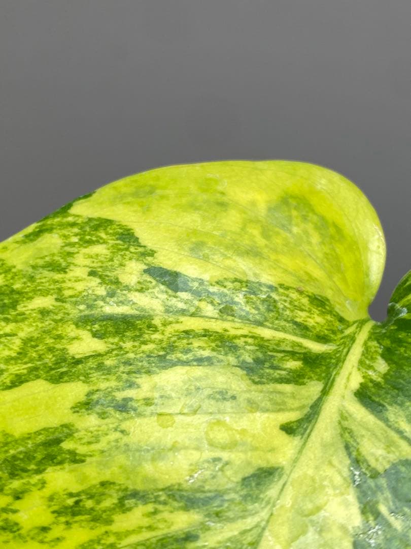 み*ん様 【これは本物です✨】モンステラ　イエローマリリン　黄斑　オーレア　希少