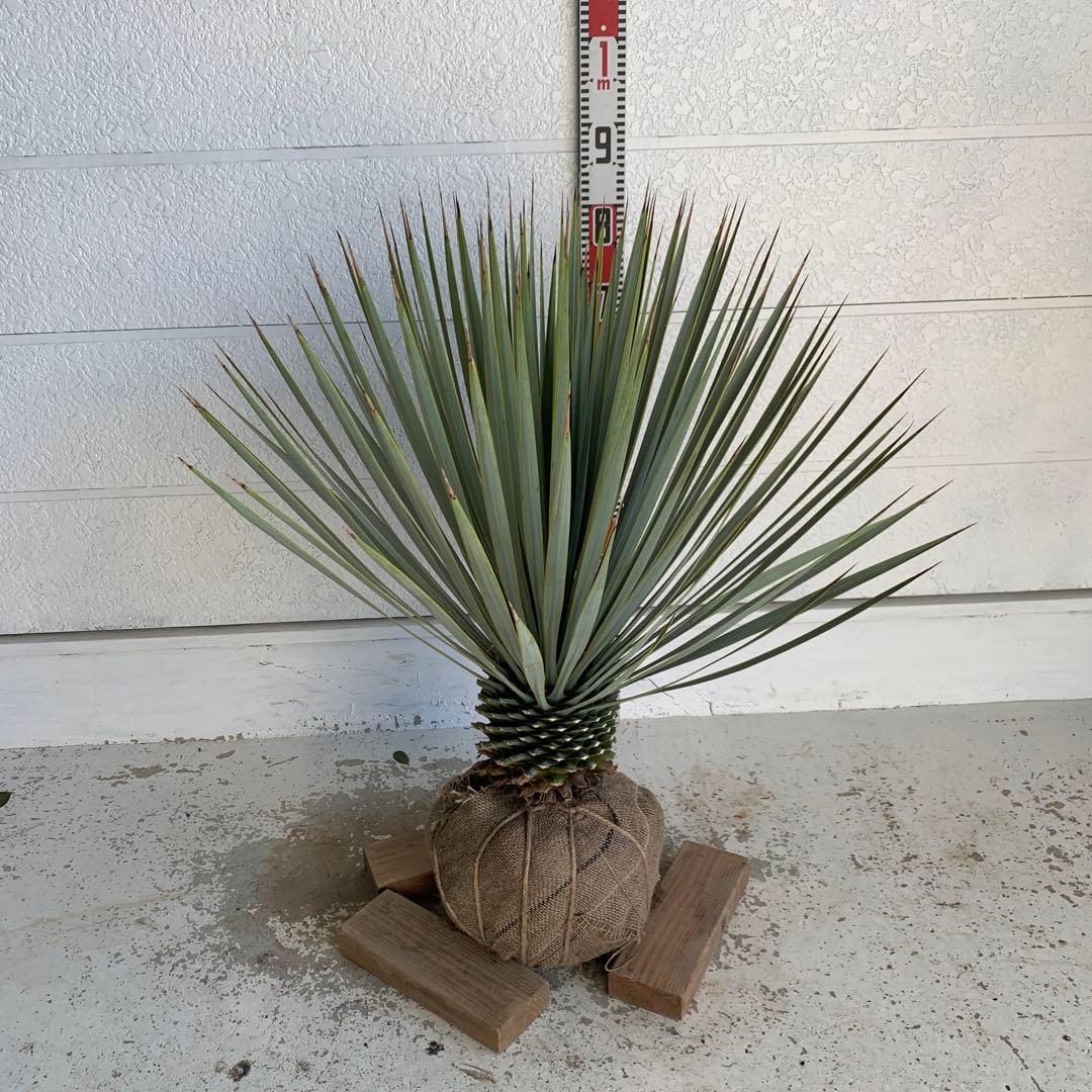 ユッカロストラータ　耐寒性　ドライガーデン　ロックガーデン　28