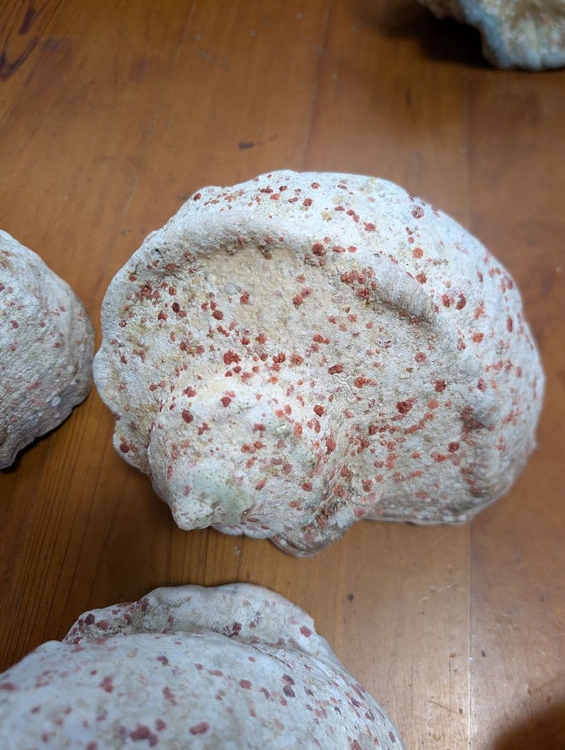 特大夜光貝14個セット　約1000g〜1800g　約17kgまとめ売り