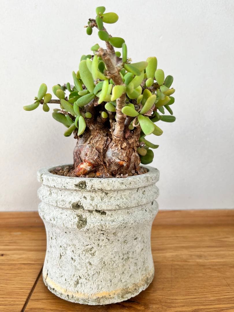 ケラリア　ピグマエア　（大谷石　鉢付き）