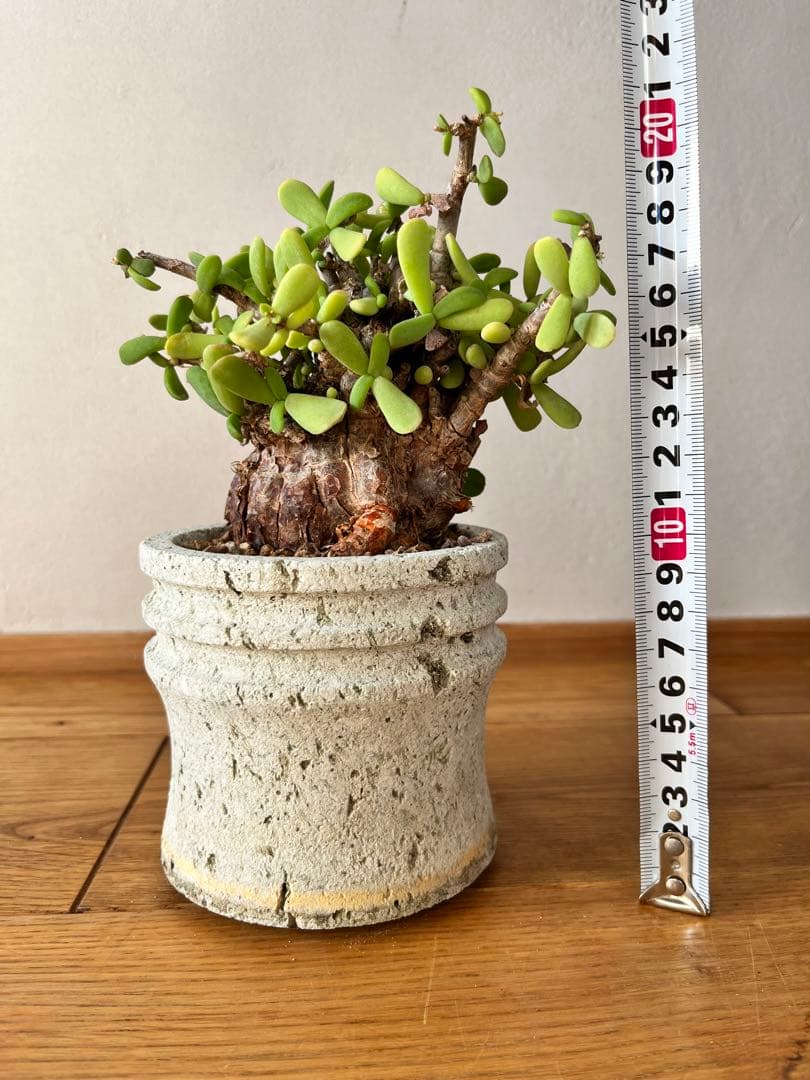 ケラリア　ピグマエア　（大谷石　鉢付き）