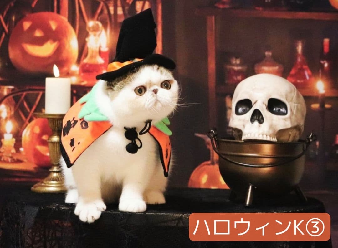 背景布+秋色チョーカー　パンパスグラス　お月見　十五夜　ペットサロン撮影用