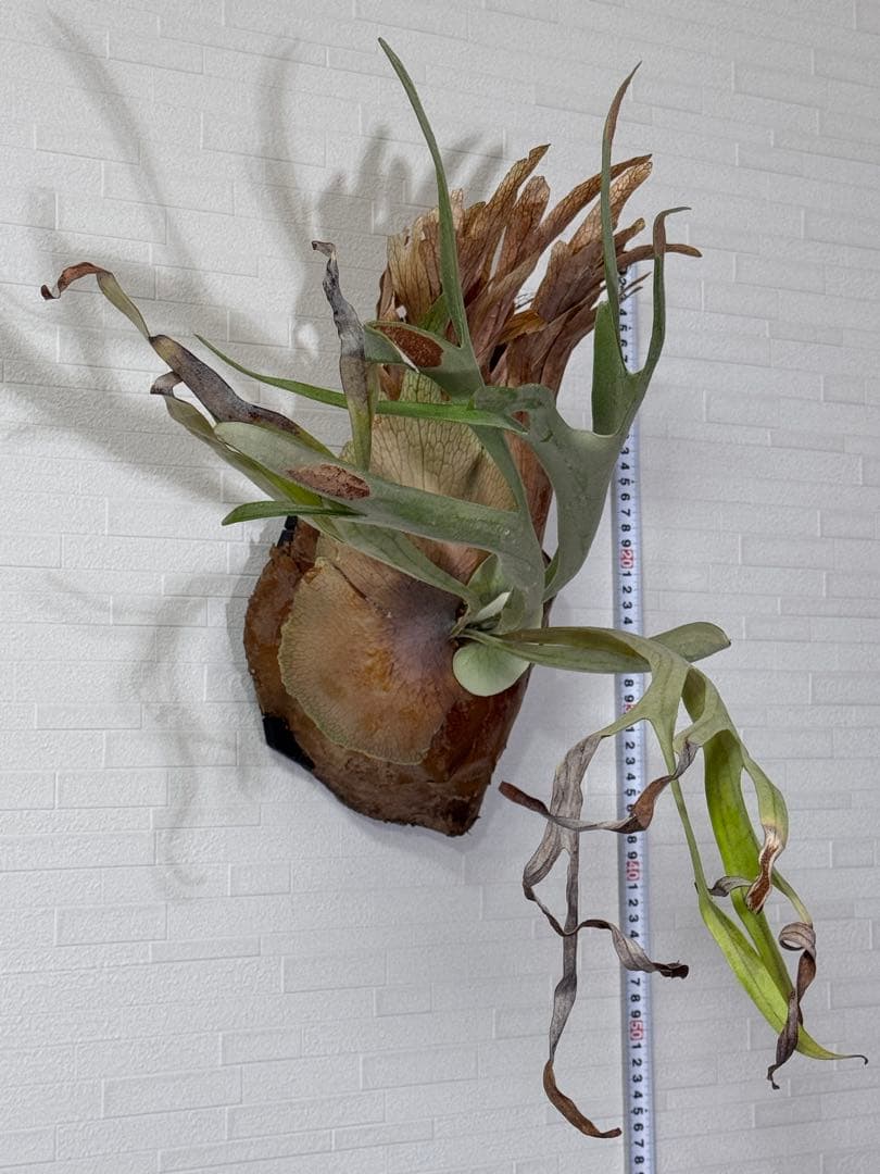 ビカクシダ　ビーチー　ベイチー