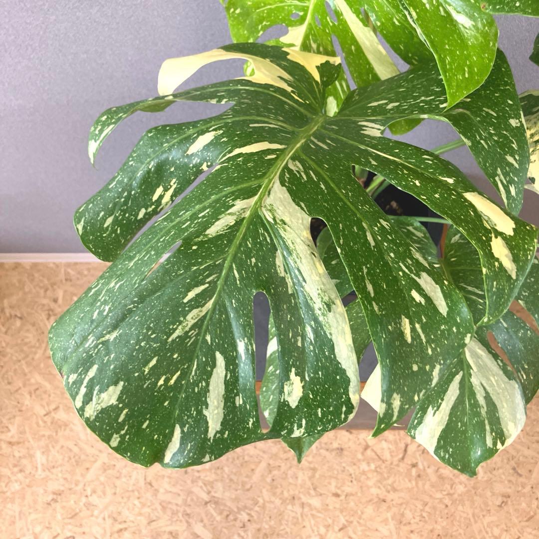 超希少❗️特大❗️超美斑❗️モンステラ　タイコンステレーション✨