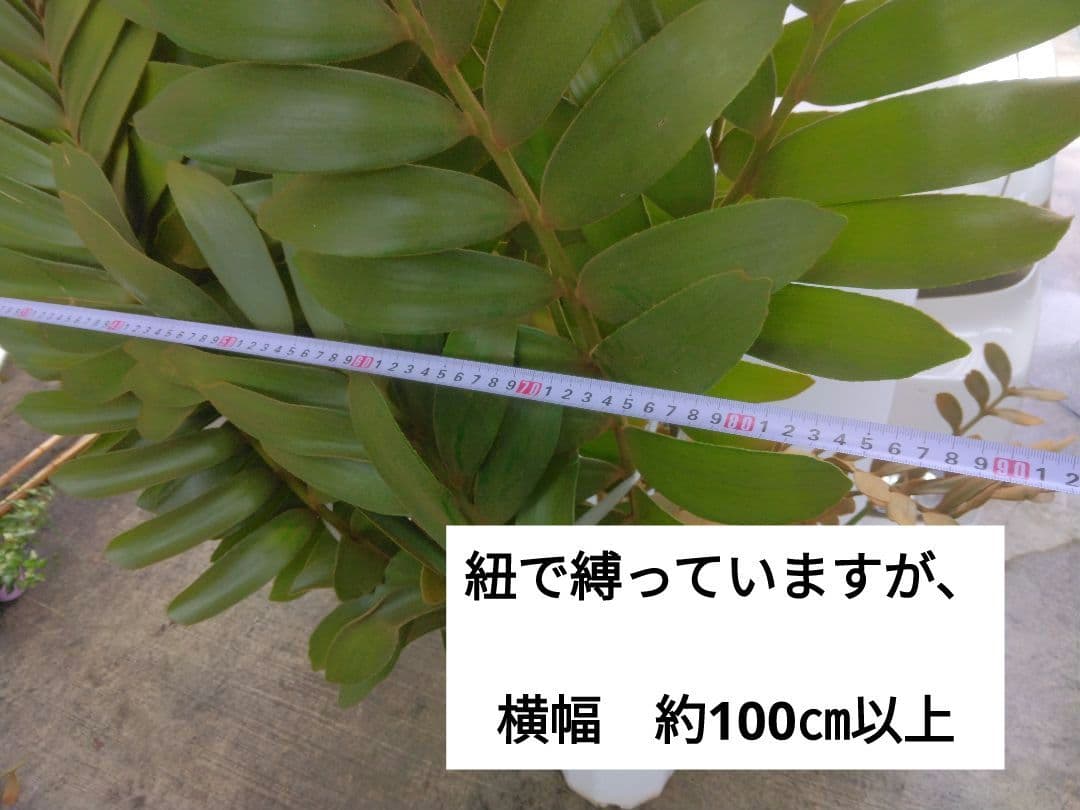 ⭐メキシコソテツ⭐(特大！重量級！)