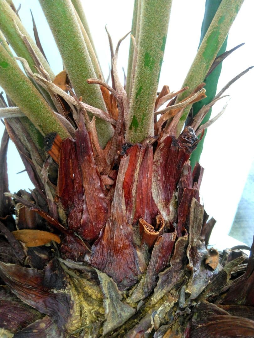 ⭐メキシコソテツ⭐(特大！重量級！)