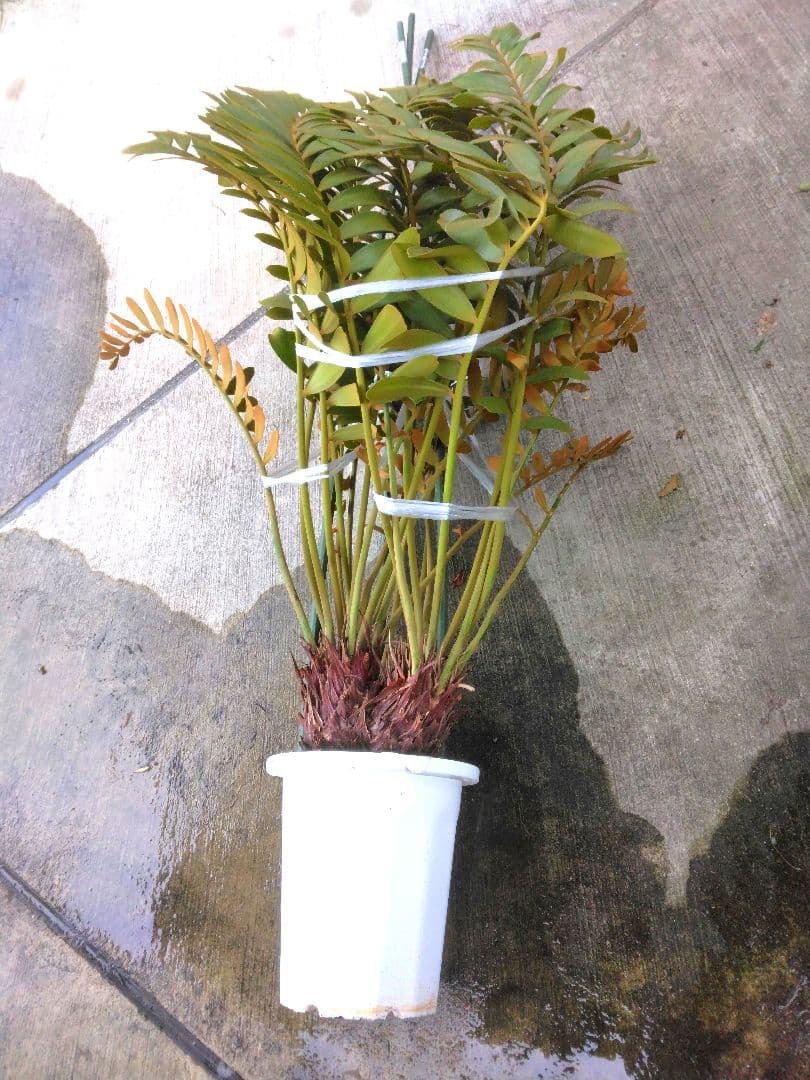 ⭐メキシコソテツ⭐(特大！重量級！)