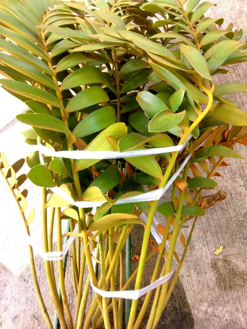 ⭐メキシコソテツ⭐(特大！重量級！)