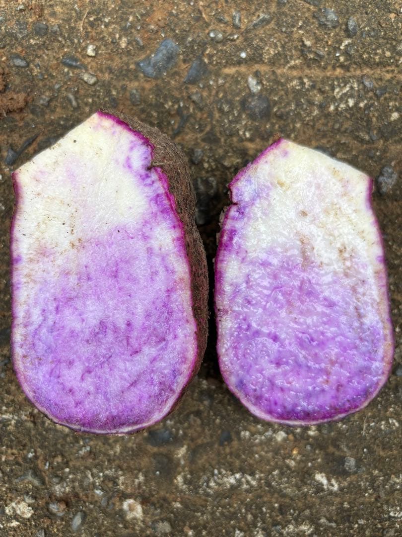 hisae　紫山芋20kg(正月特価)