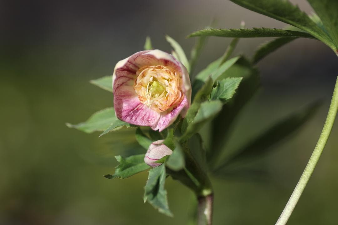 もり子❤(ӦｖӦ。)プロフィール必読様 リクエスト 3点 まとめ商品