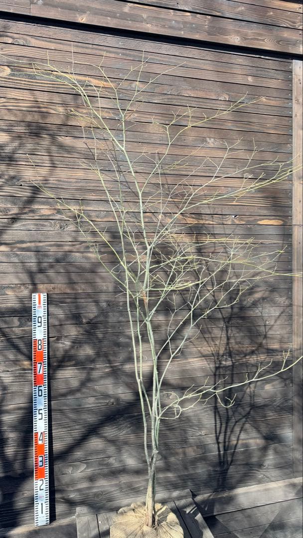 ヤマモミジ/山採り天然木【現品発送】管理80026