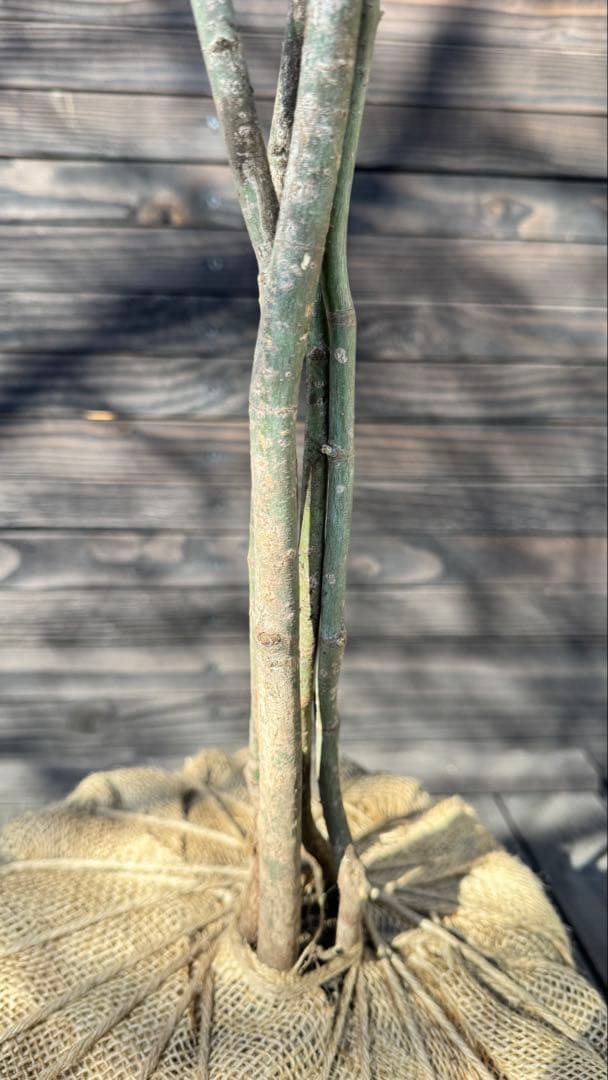 ヤマモミジ/山採り天然木【現品発送】管理80026