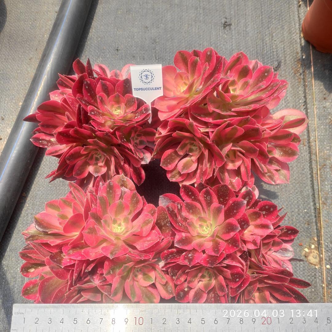 Top【選抜株】多肉植物　23224アエオニウム　メデューサ24個　鉢無し/脱土