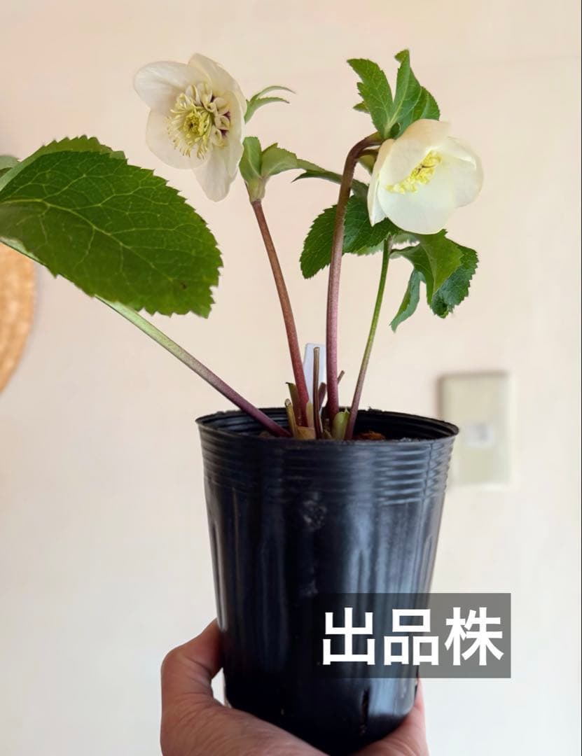 K*i様 ■加藤農園■ 強香 今シーズン株分け クリスマスローズ