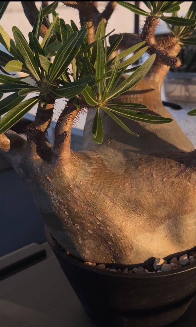 グラキリス大株　現地球発根株　鉢ごと発送