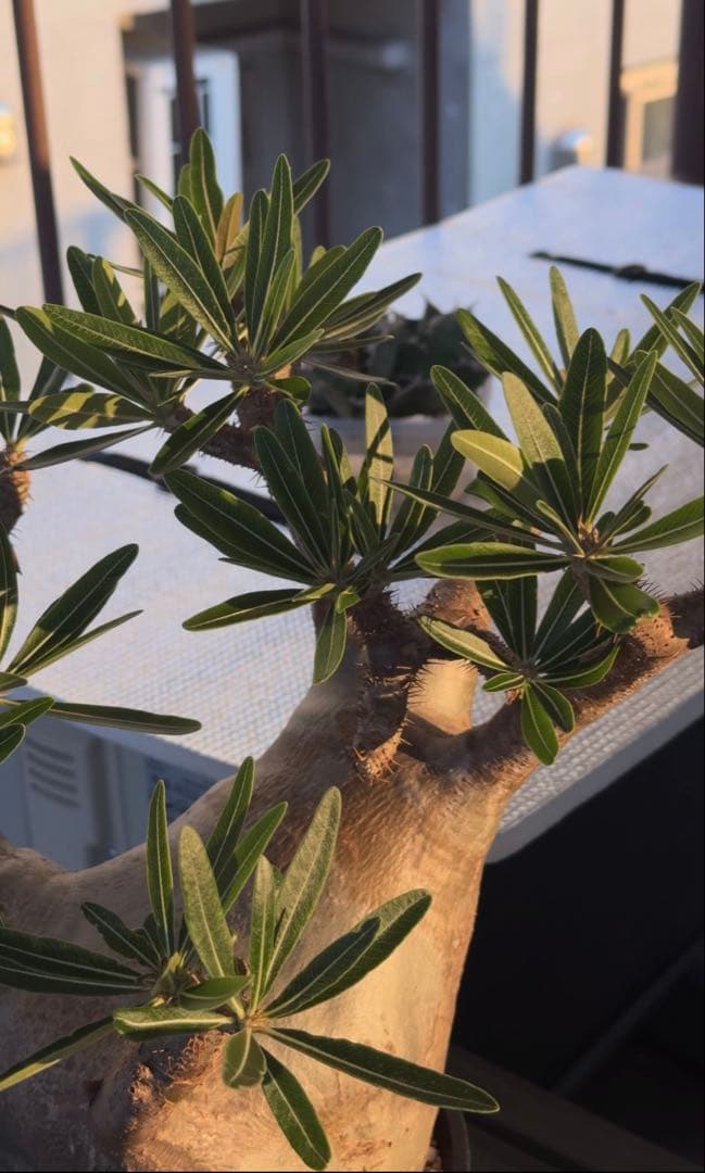 グラキリス大株　現地球発根株　鉢ごと発送